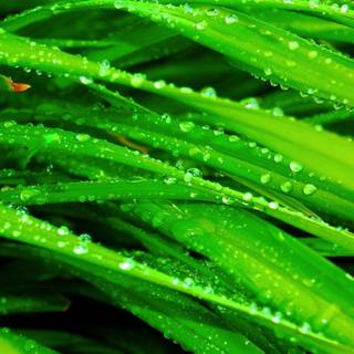 Apple Leopard wallpaper