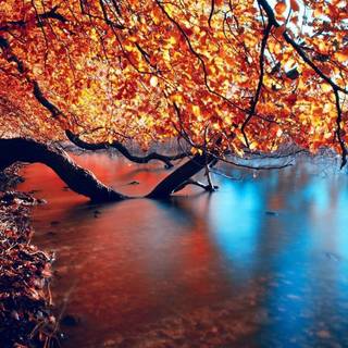 HD autumn wallpaper