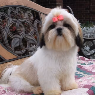 Baby shih tzu pictures