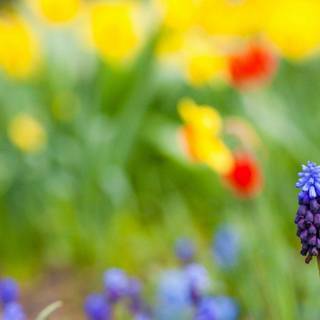 Summer flower wallpaper