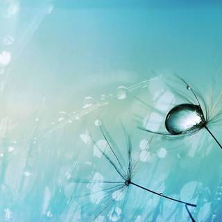 Dandelion background