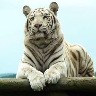 White tiger wallpaper widescreen