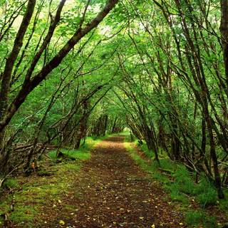 Green forest background
