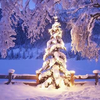 Christmas trees wallpaper