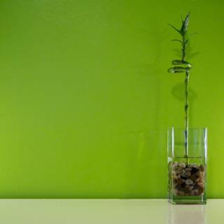 Green bamboo wallpaper