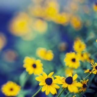 Field of flowers wallpaper