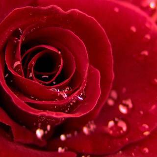 Wallpapers of red rose