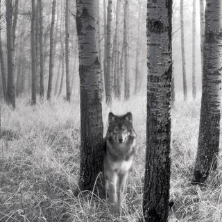 Wolf desktop background pictures