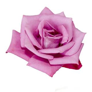 Rose with white background