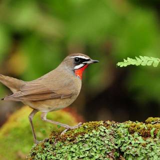 Free cute wallpaper for desktop