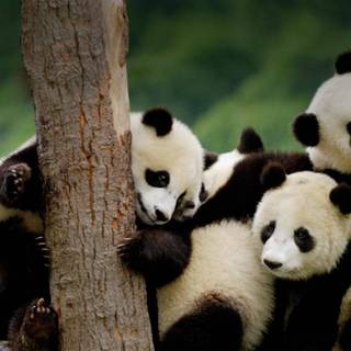 Baby panda wallpaper
