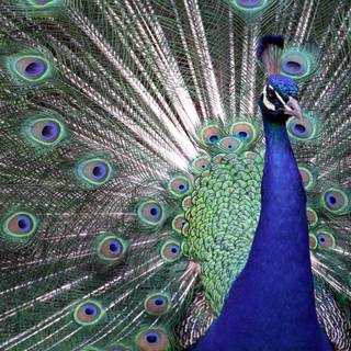 Peacock wallpaper