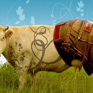 Funny cow wallpaper