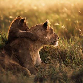 Mac OS X HD wallpaper