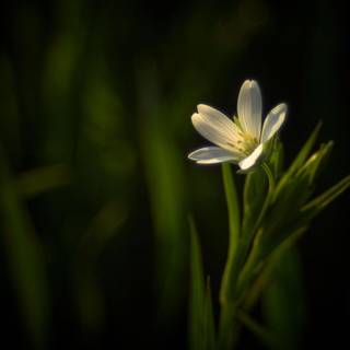 Dark background images