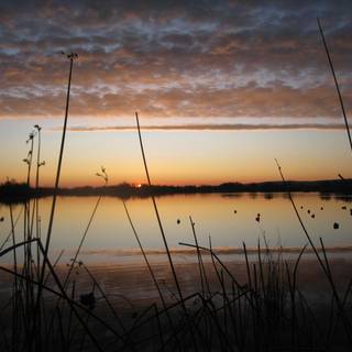 Duck hunting backgrounds