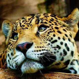 Tigers pictures wallpaper