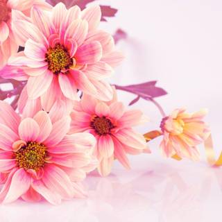 Wallpaper flower pictures