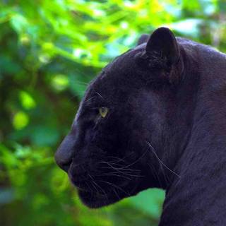 Panther pictures free