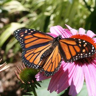 Monarch butterfly wallpaper