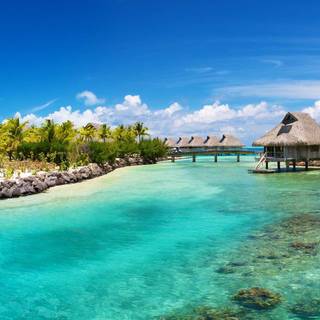 Tropical desktop background