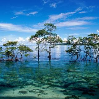 Nature wallpaper wallpaper