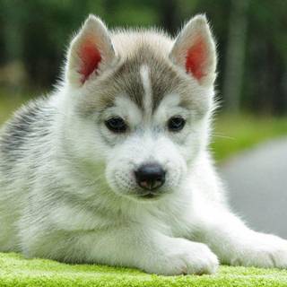 Puppy images download