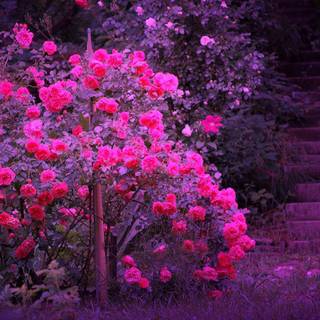 Wallpaper of flowers