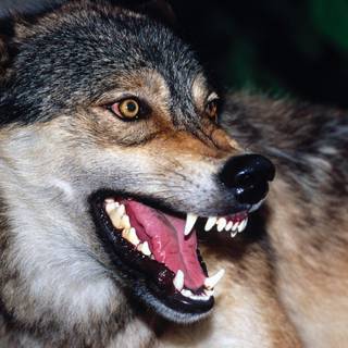 Free wolf backgrounds