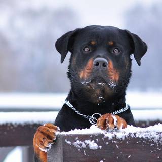 Rottweiler wallpaper