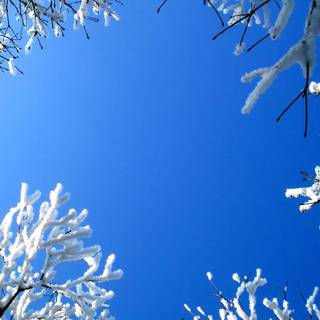 Winter snow backgrounds