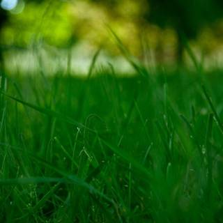HD grass wallpaper