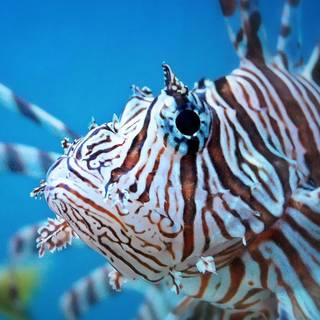 Lionfish wallpaper