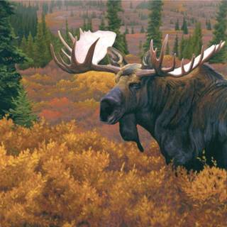Moose wallpaper