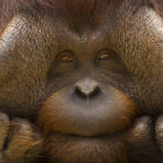 Funny monkeys wallpaper