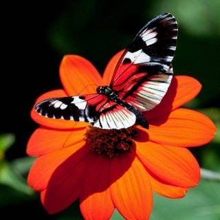 HD butterfly wallpaper