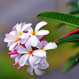 Frangipani wallpaper