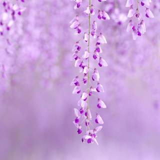 Wisteria wallpaper
