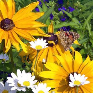 Summer flower backgrounds