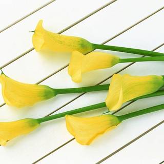 Calla lily wallpaper