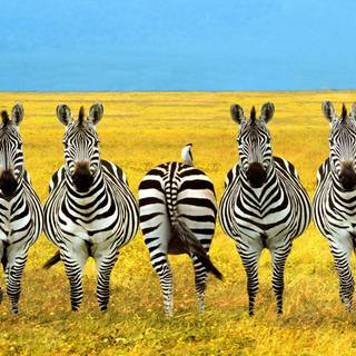 Zebra desktop backgrounds