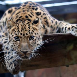 Leopard picture