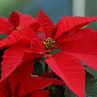 Poinsettia wallpaper