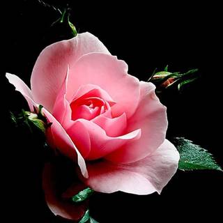 Roses with black background