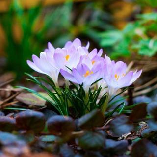 Wallpaper spring flowers