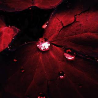 Red HD wallpaper