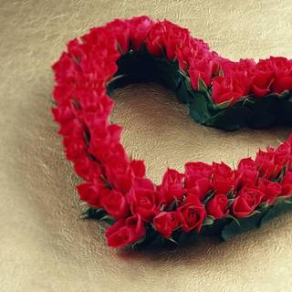 Rose desktop wallpaper