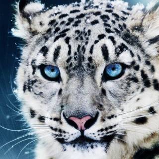 White leopard wallpaper