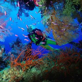 Scuba diving wallpaper