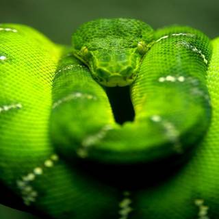 Green screen wallpaper